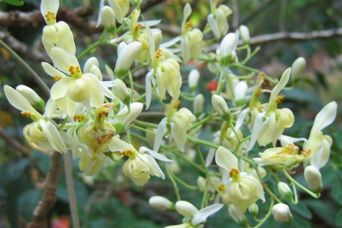 Моринга масличная