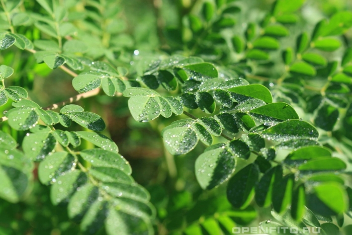 Моринга масличная