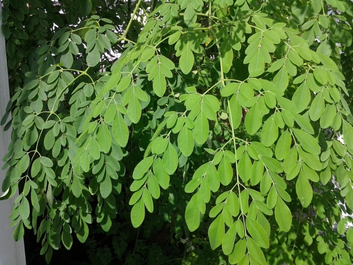 Моринга масличная