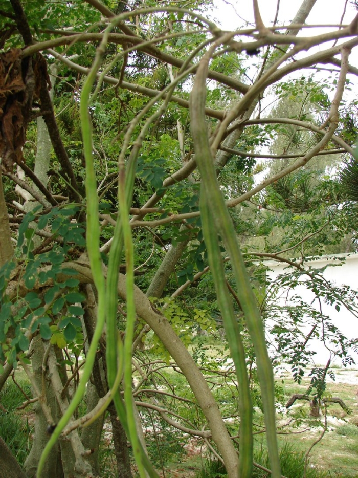 Моринга масличная