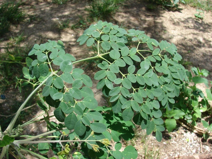 Moringa oleifera