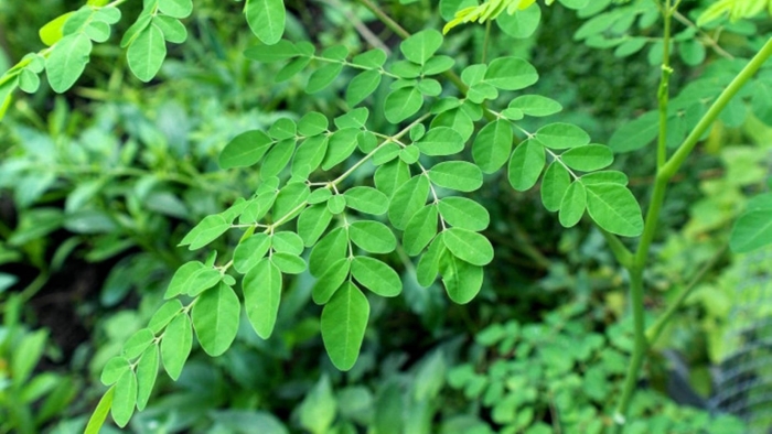 Moringa oleifera