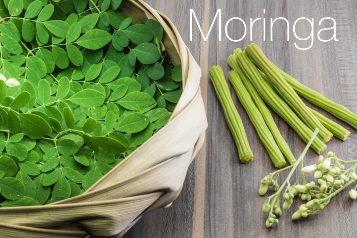 Moringa oleifera