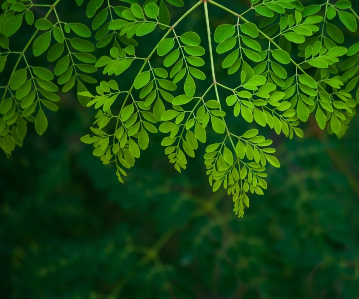 Moringa oleifera