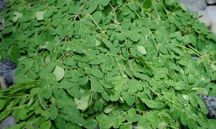 Листья моринги