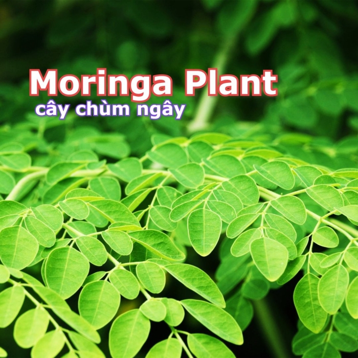 Moringa ovalifolia