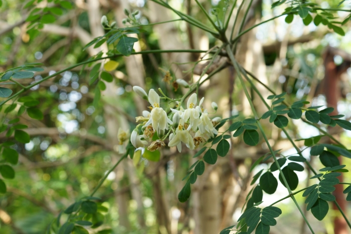 Моринга масличная