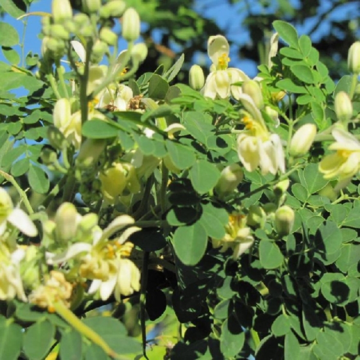 Моринга масличная