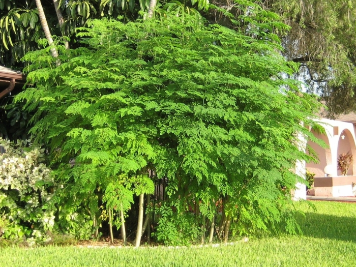 Moringa oleifera