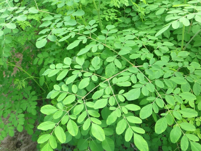 Moringa oleifera
