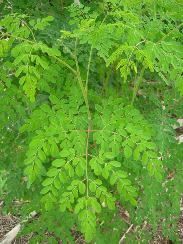 Moringa oleifera
