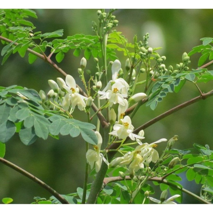 Моринга масличная