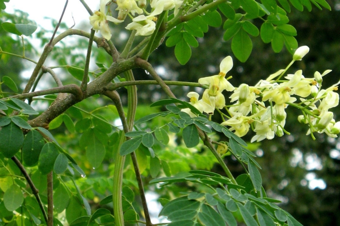 Моринга масличная