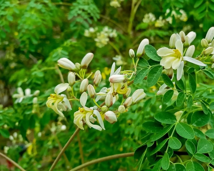 Моринга масличная