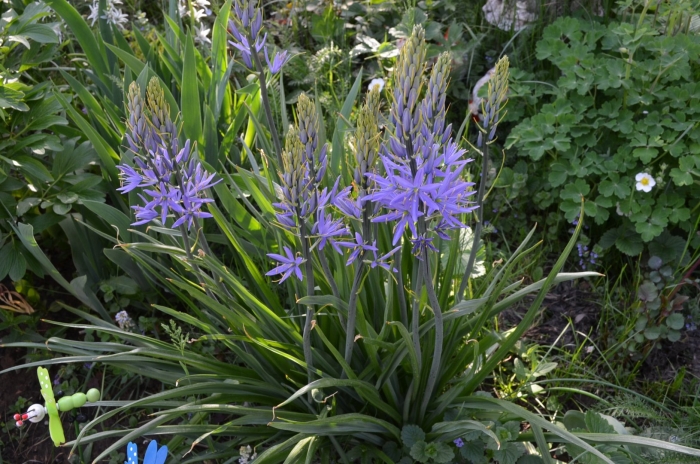 Камассия лейхтлина голубая