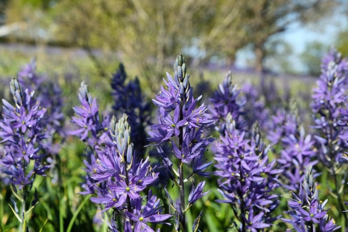 Camassia leichtlinii caerulea
