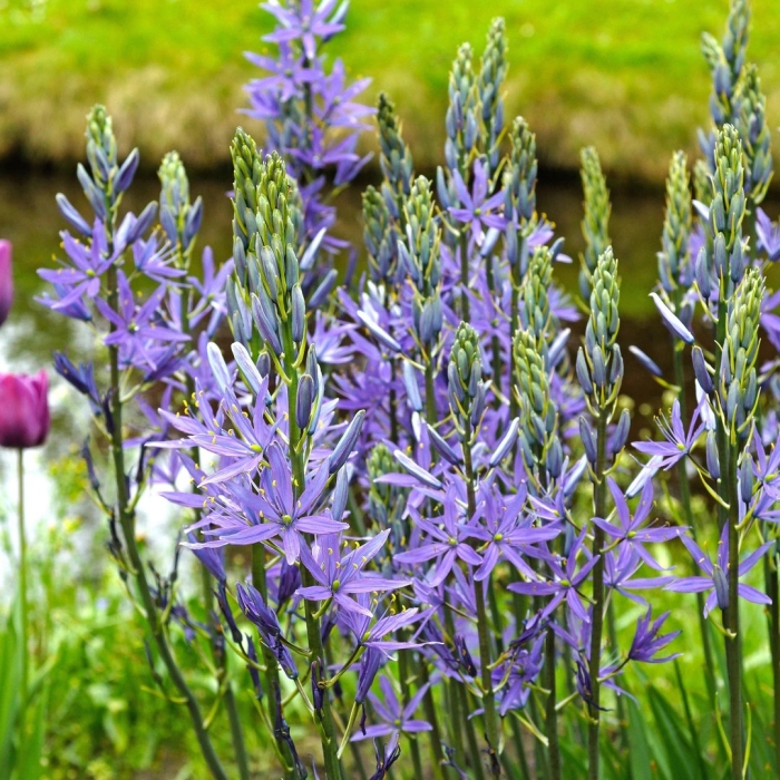 Камассия квамаш «блю мелоди»