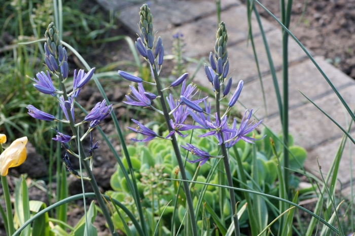 Camassia quamash
