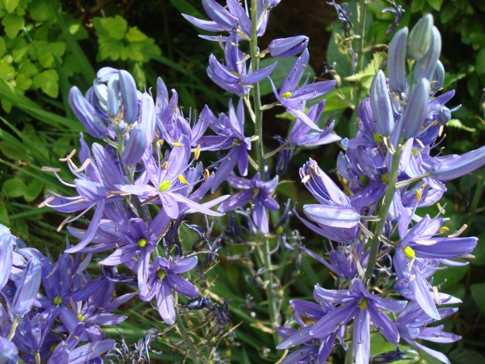 Камассия блю