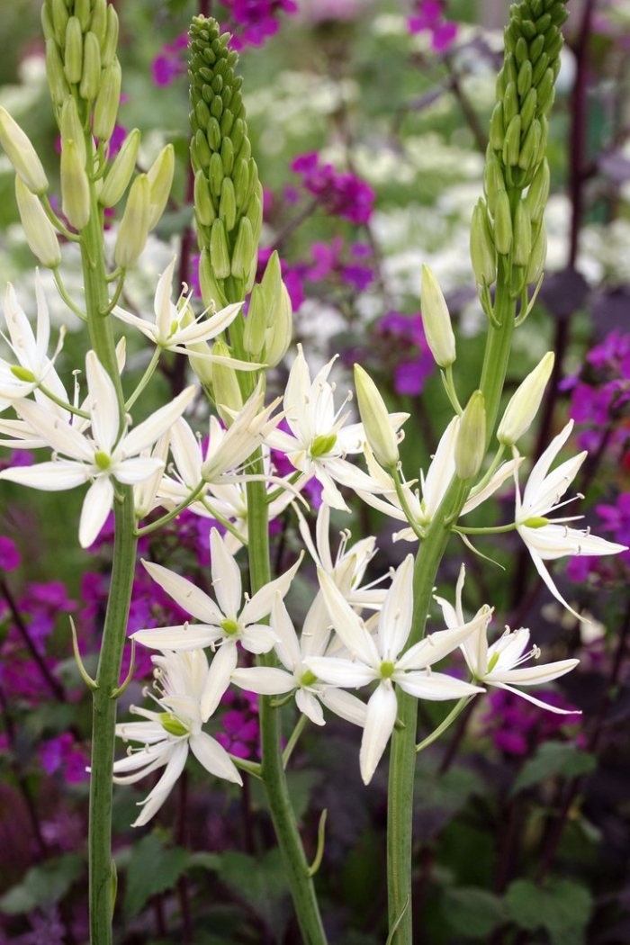 Camassia leichtlinii 'alba'