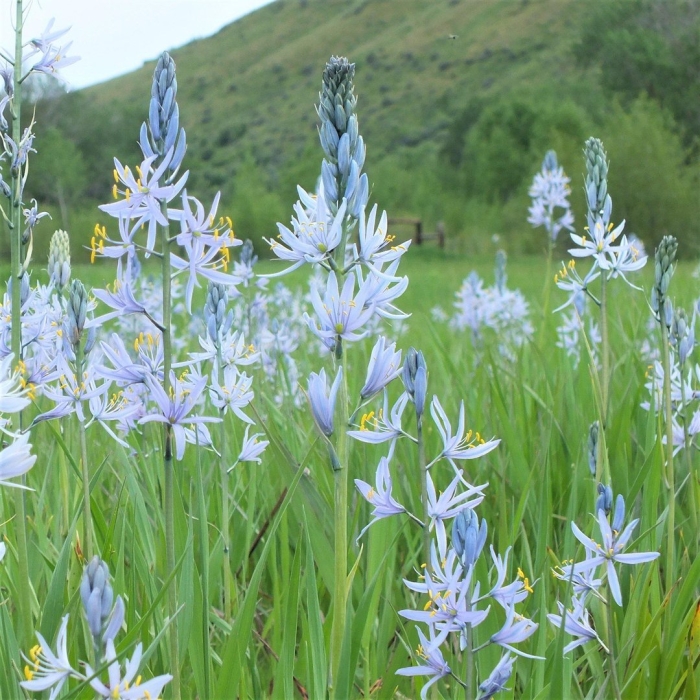 Camassia leichtlinii caerulea