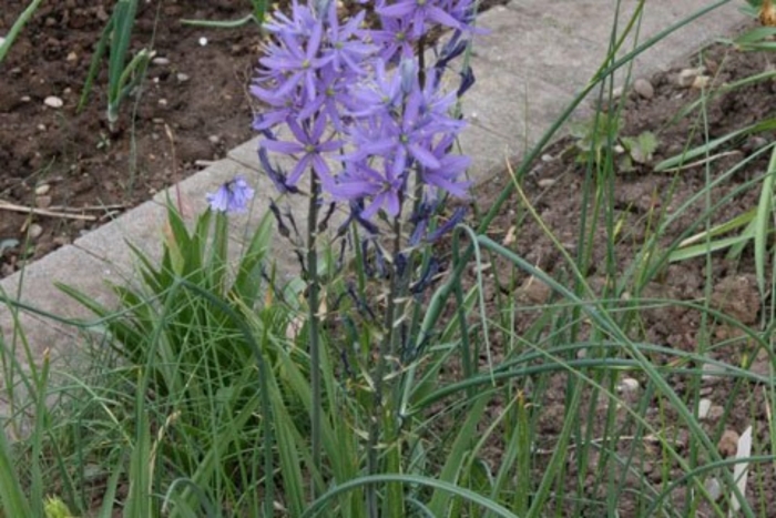 Camassia leichtlinii caerulea