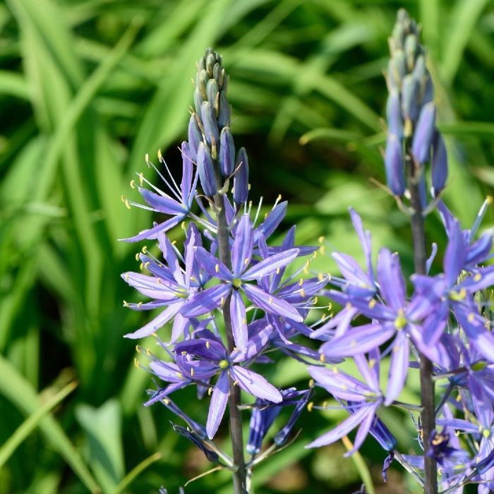 Camassia quamash
