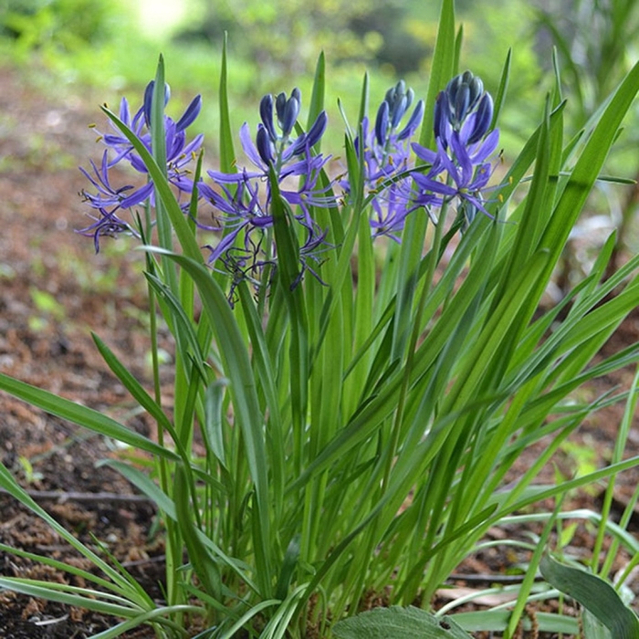 Камассия quamash