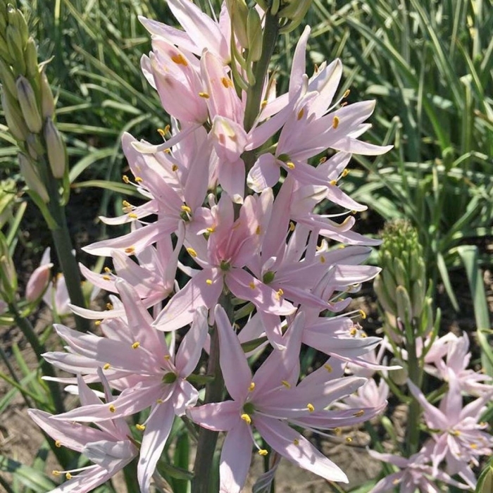 Камассия лейхтлина