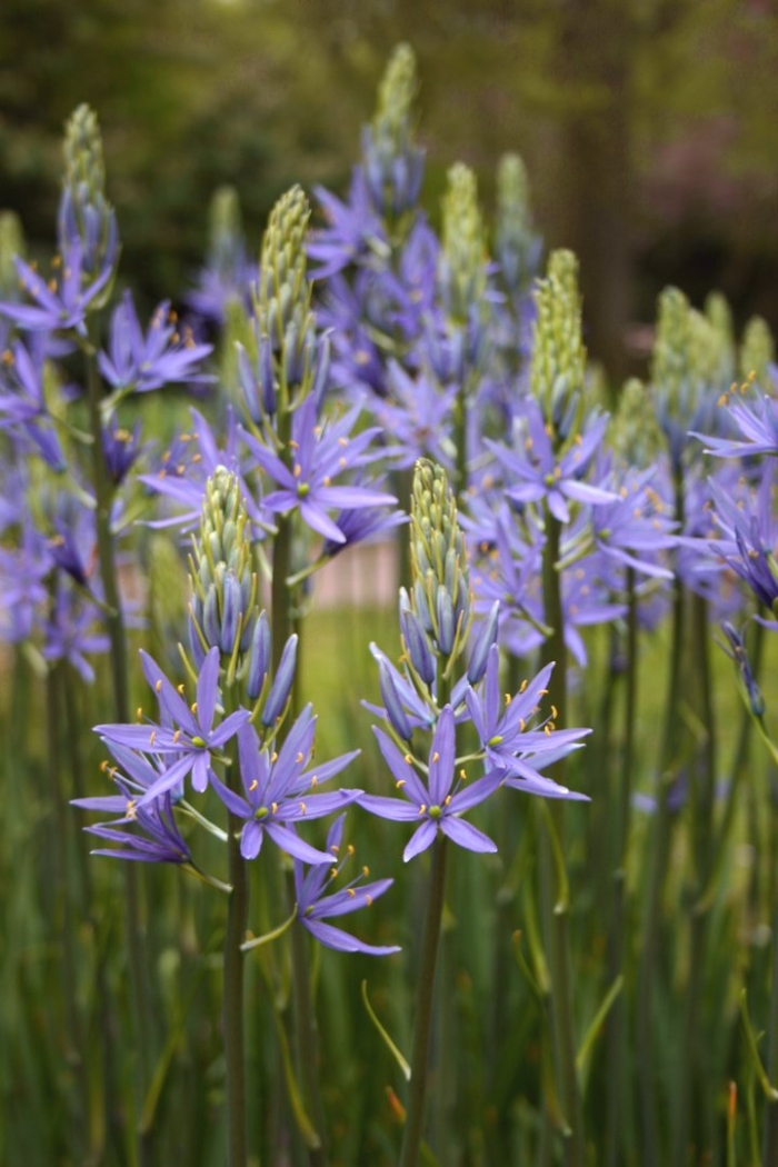 Camassia leichtlinii caerulea