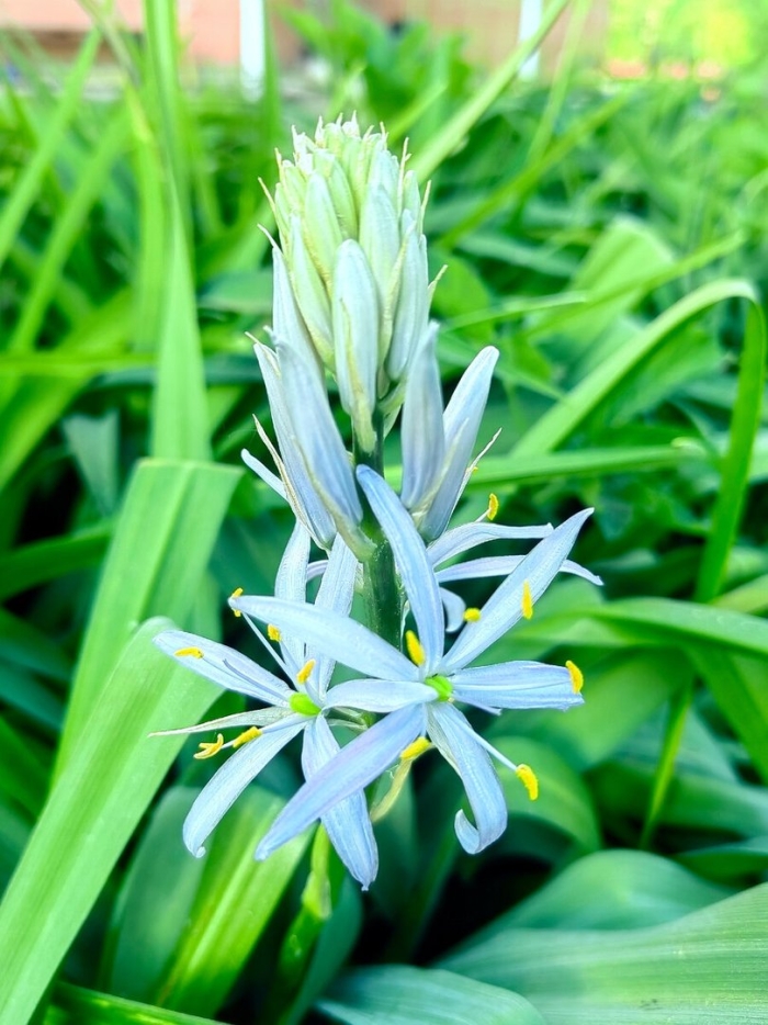 Камассия кузика