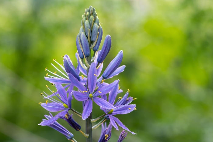 Camassia leichtlinii caerulea