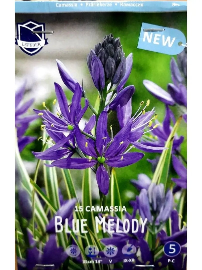 Камассия блю мелоди
