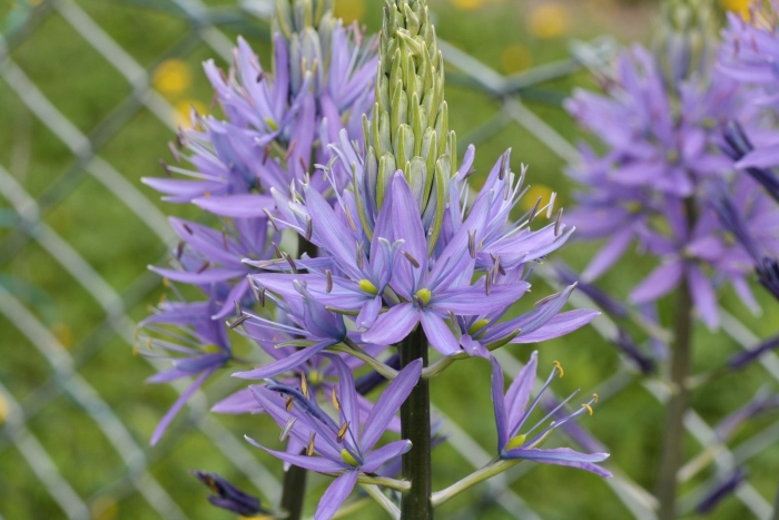 Camassia leichtlinii caerulea