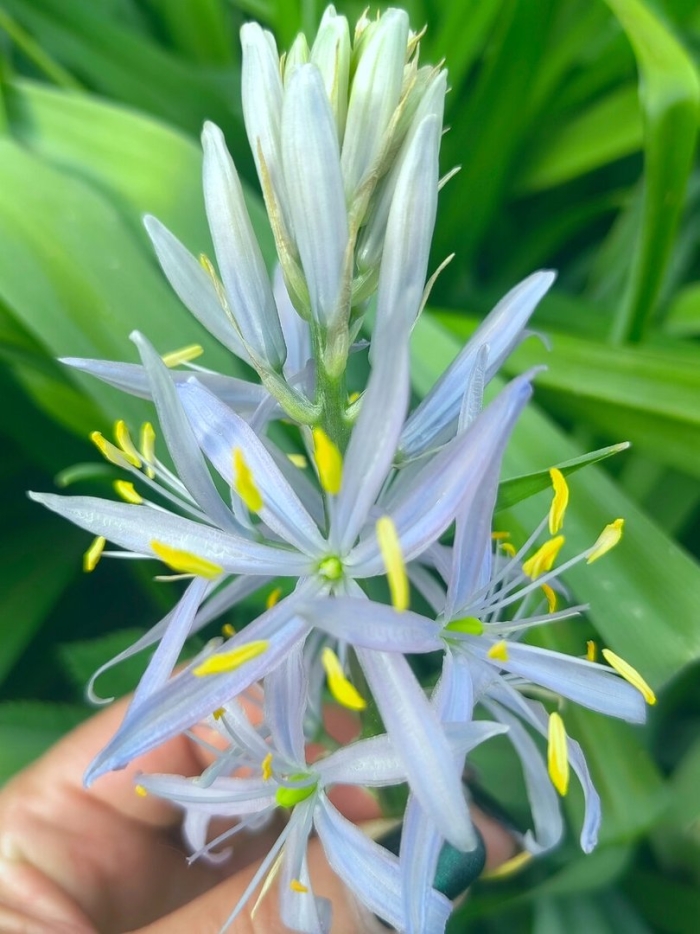 Камассия кузика