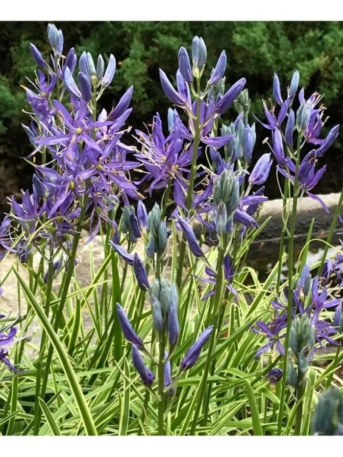 Камассия лейхтлина голубая