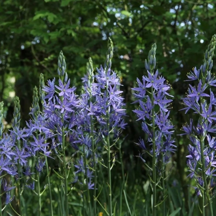 Camassia leichtlinii caerulea