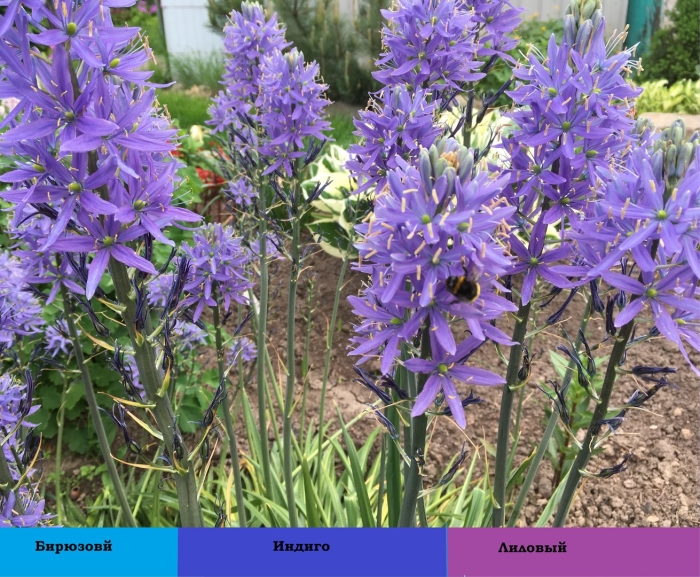 Camassia leichtlinii caerulea