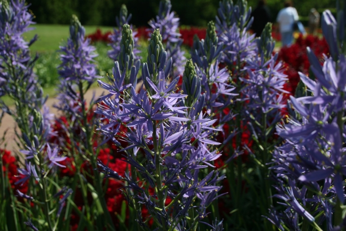 Камассия фразера (camassia fraseri)