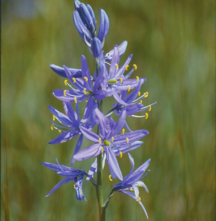 Camassia leichtlinii caerulea