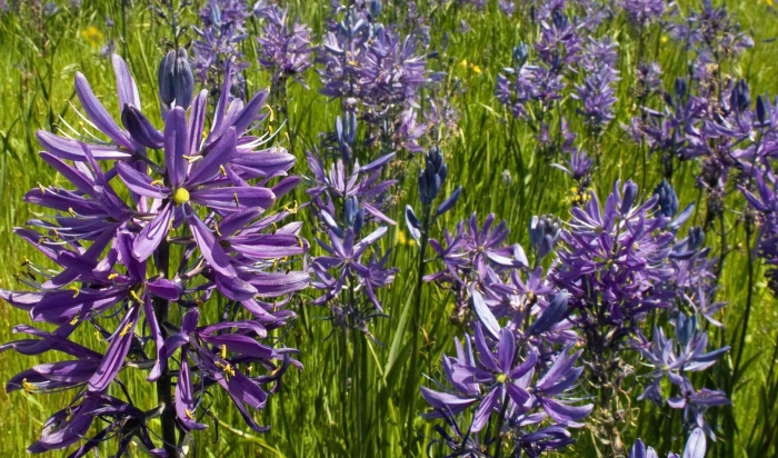 Камассия лейхтлина