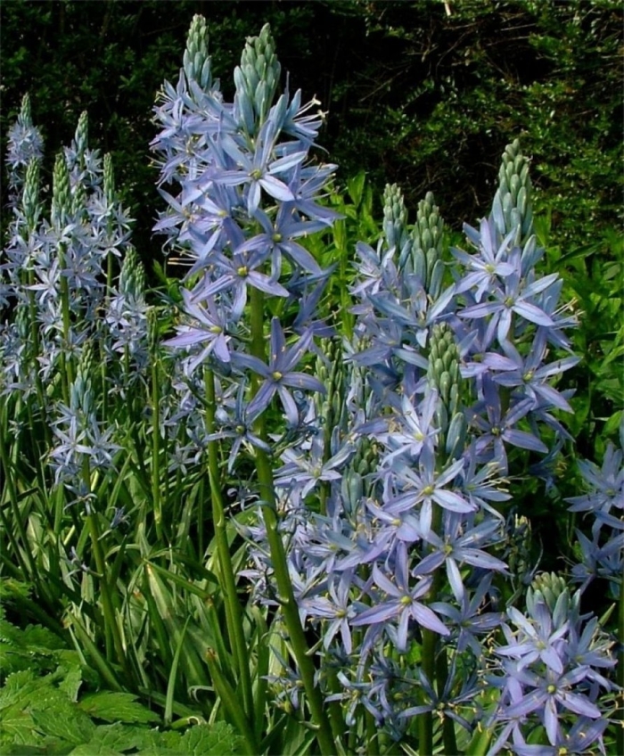 Camassia leichtlinii caerulea