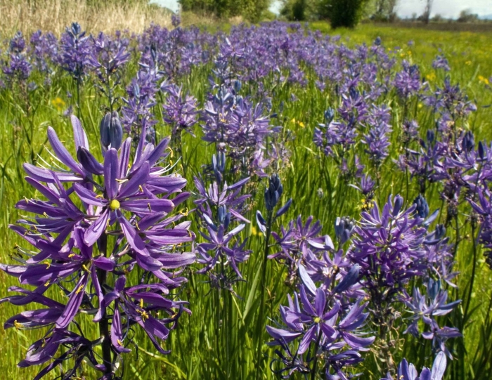 Camassia leichtlinii caerulea