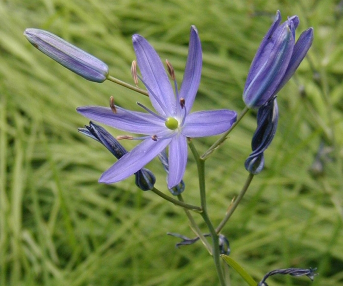 Camassia quamash