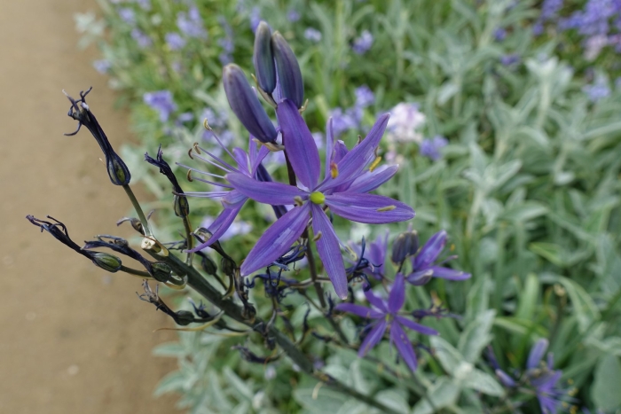 Камассия quamash