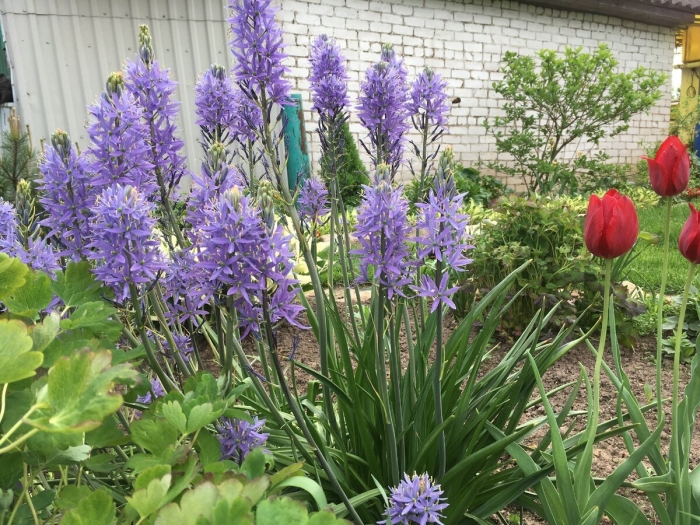 Луковичные камассия блю мелоди