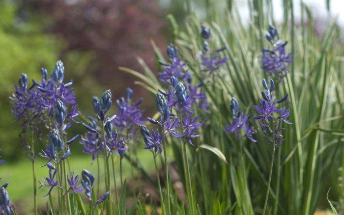 Камассия лейхтлина альба