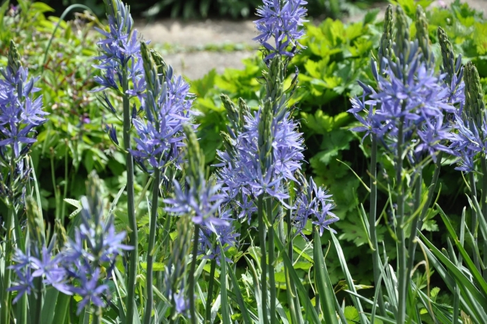 Camassia leichtlinii caerulea