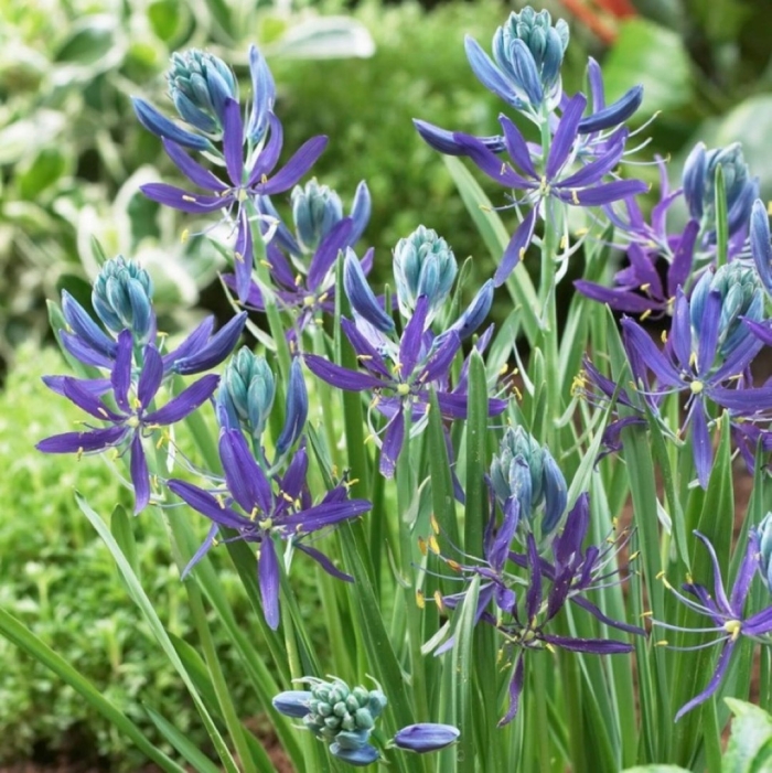 Камассия quamash