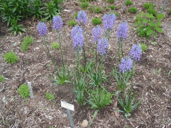 Camassia leichtlinii caerulea